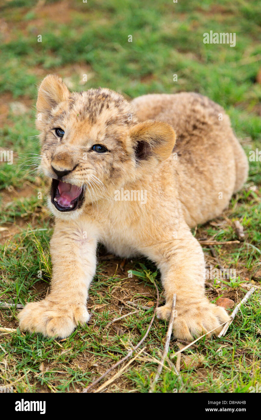 Lion cub ringhiando alla fotocamera Foto Stock