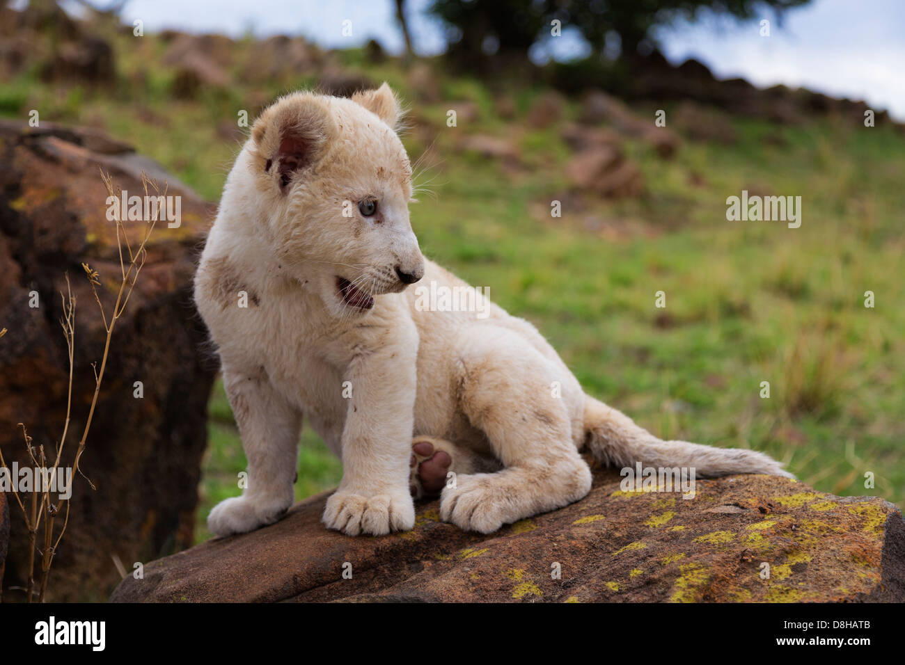 White Lion cub seduto su una roccia Foto Stock