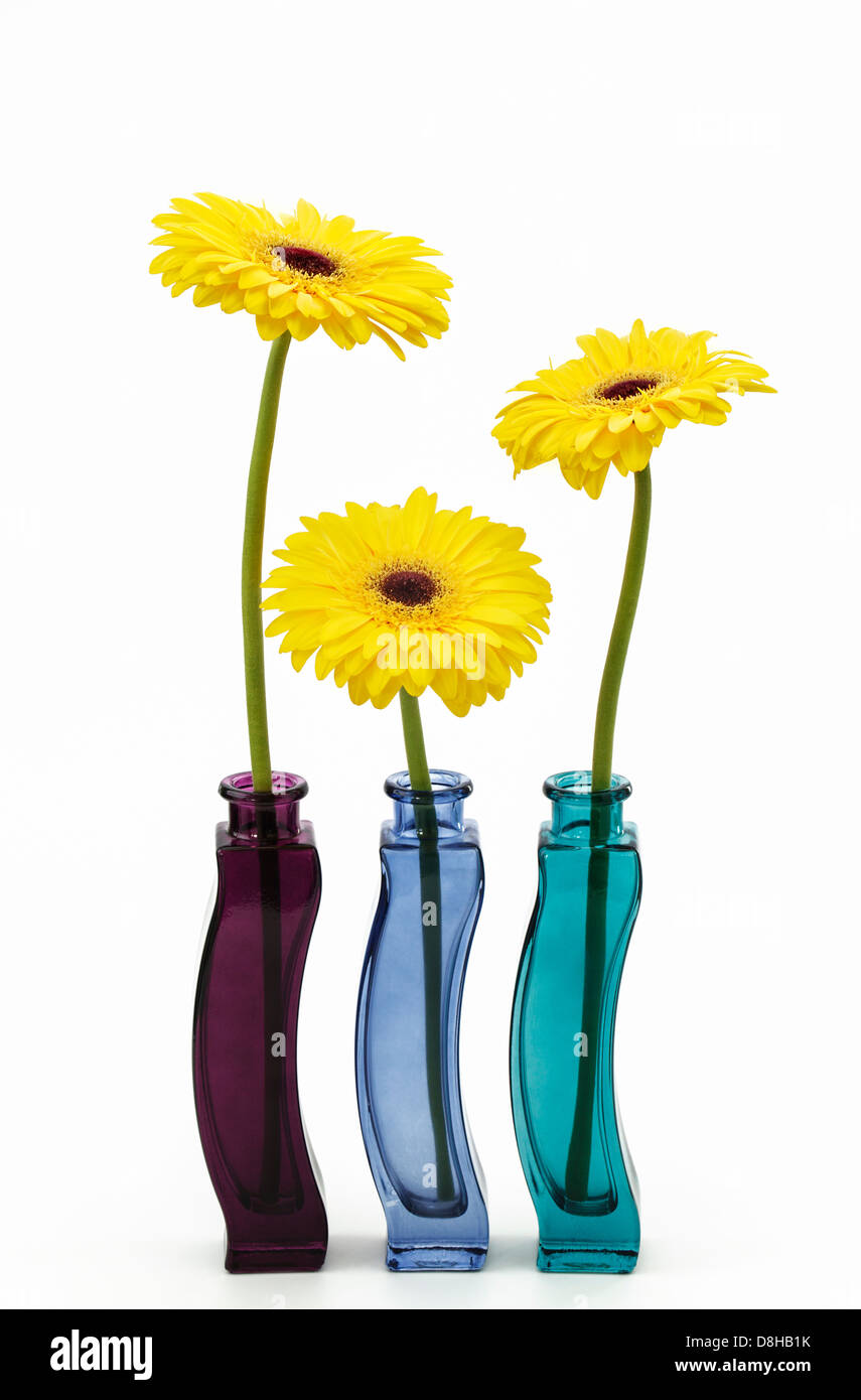 Tre gialli gerbere in colorati vasi di vetro Foto Stock