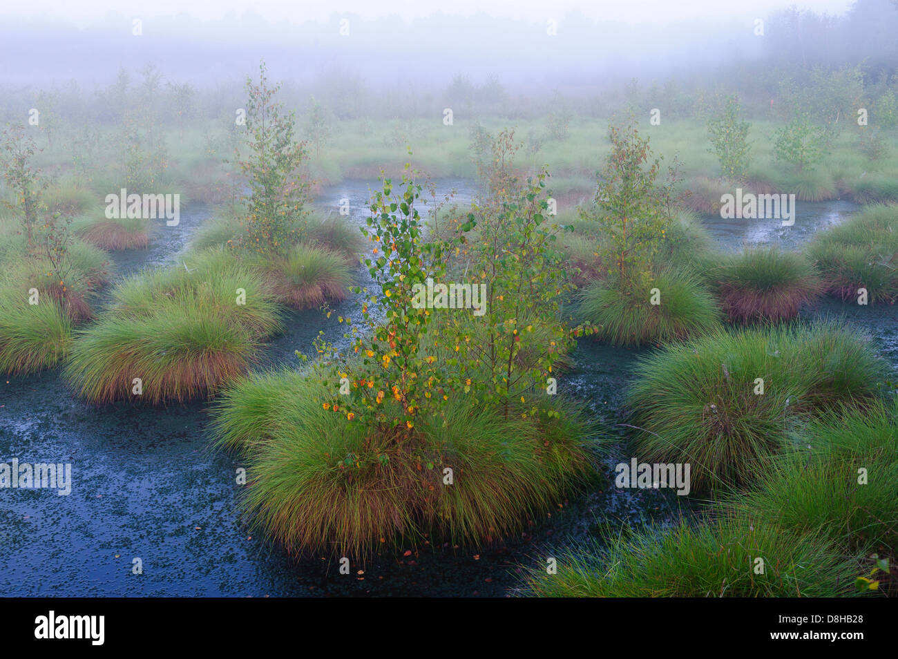 Goldenstedter moor, Bassa Sassonia, Germania Foto Stock