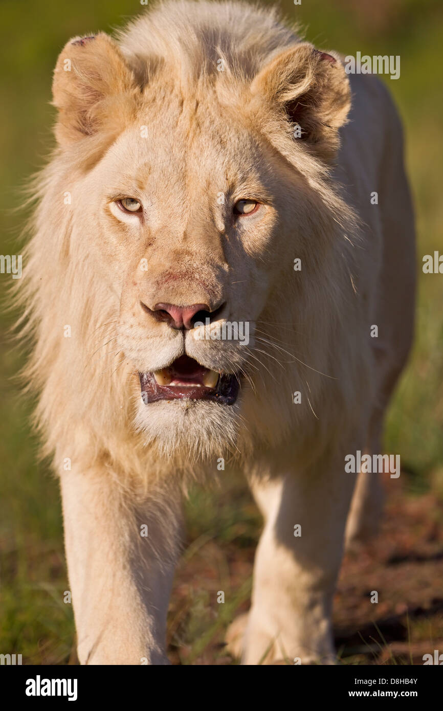 Maschio di leone bianco che cammina verso la telecamera.Sud Africa Foto Stock