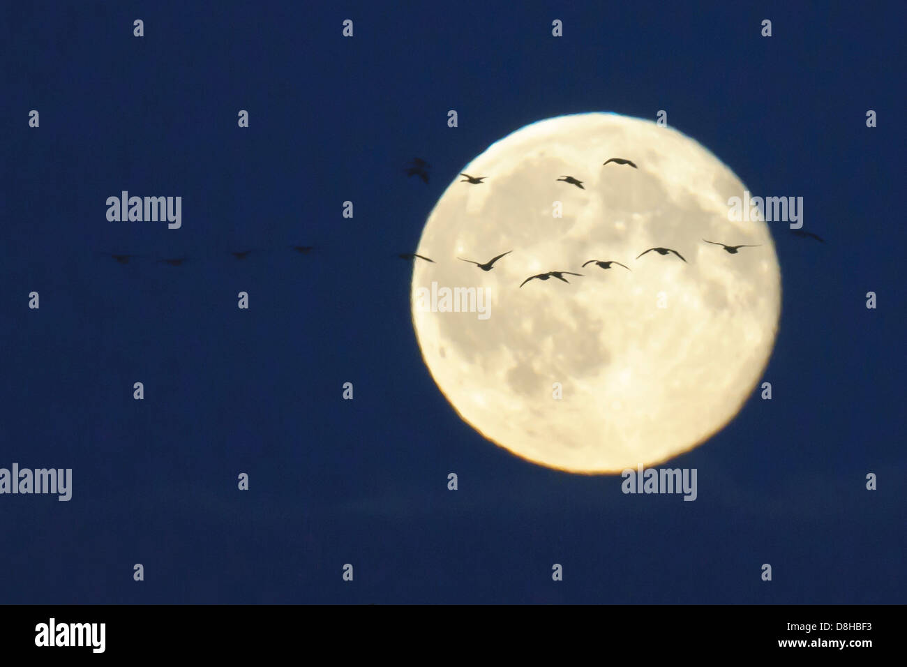 Luna piena di uccelli migratori, goldenstedter moor, Bassa Sassonia, Germania Foto Stock