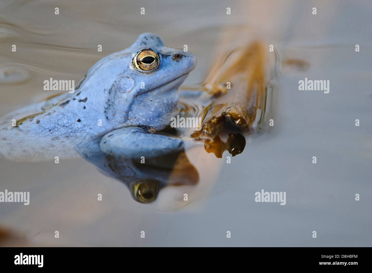 Moor frog, maschio ad accoppiamento stagione, rana arvalis, Bassa Sassonia, Germania Foto Stock