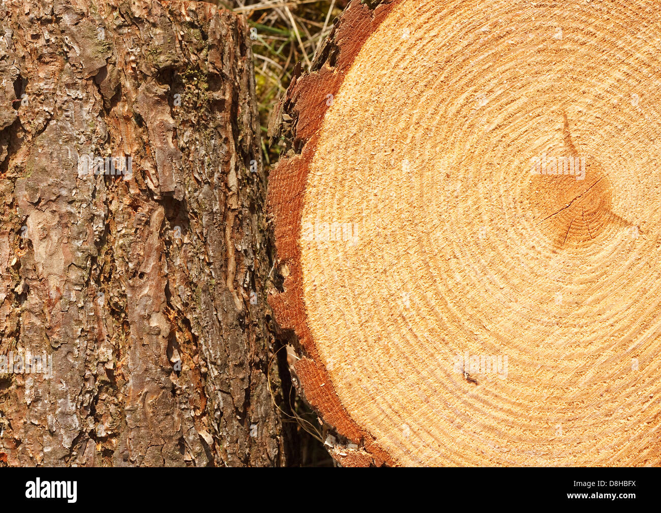 Gli anelli annuali sul taglio fresco pino con corteccia confine buone premesse per l'industria del legno Foto Stock