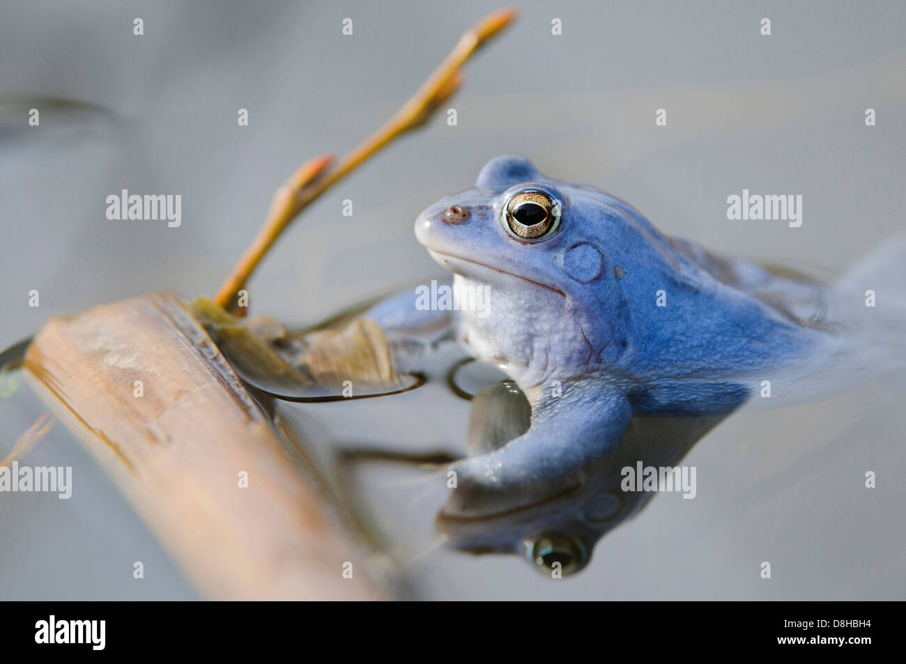Moor frog, maschio ad accoppiamento stagione, rana arvalis, Bassa Sassonia, Germania Foto Stock