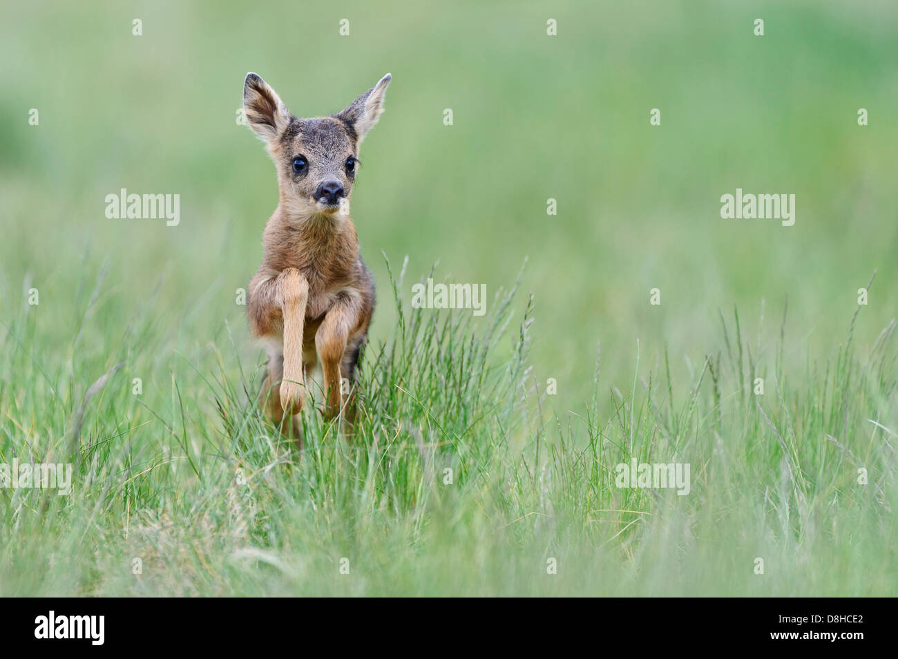 Fawn, il capriolo Capreolus capreolus, vechta, Bassa Sassonia, Germania Foto Stock