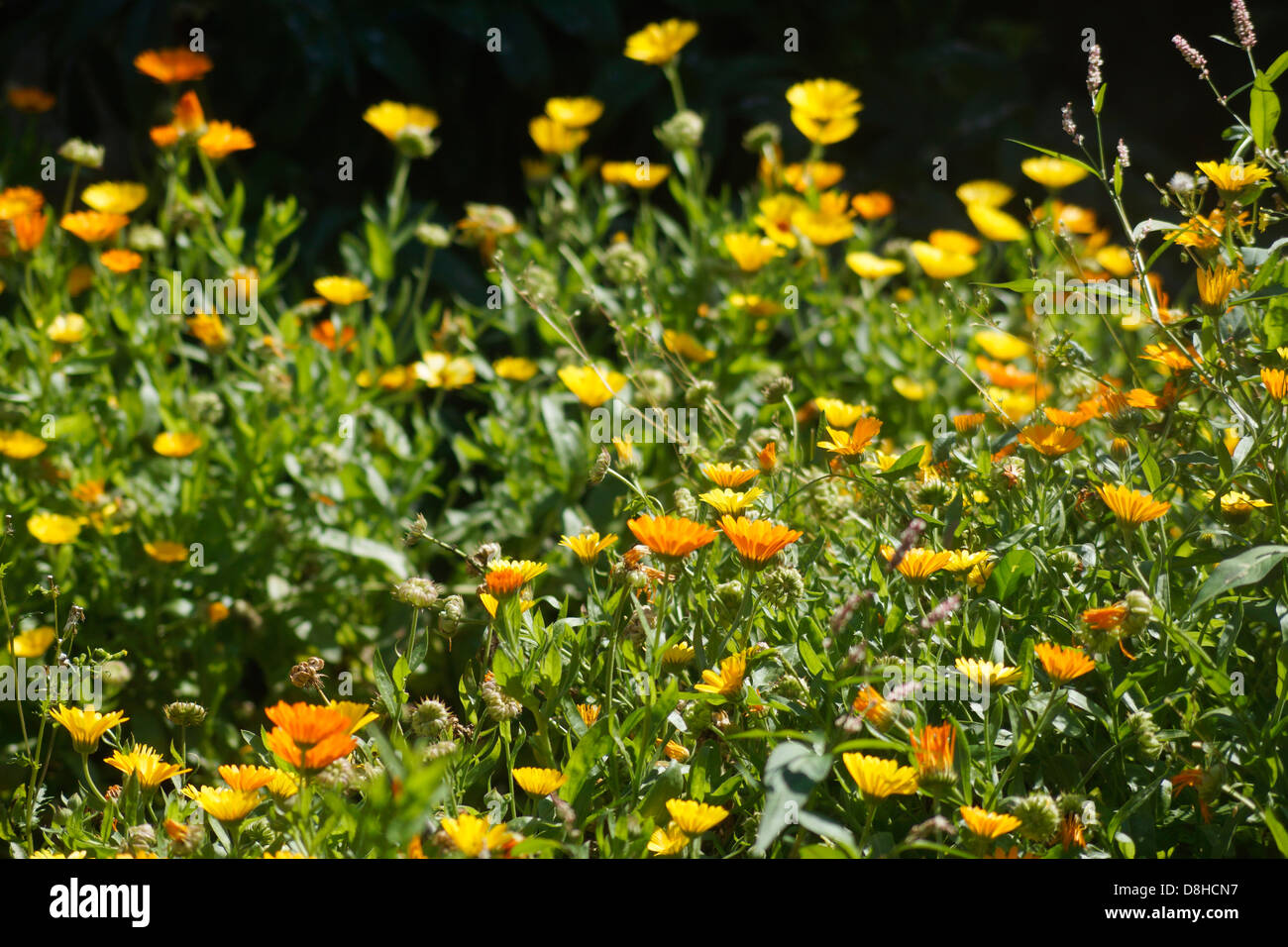 Le calendule calendula officinalis che crescono in un giardino organico (a base di erbe rimedio olistico per le condizioni della pelle) Foto Stock