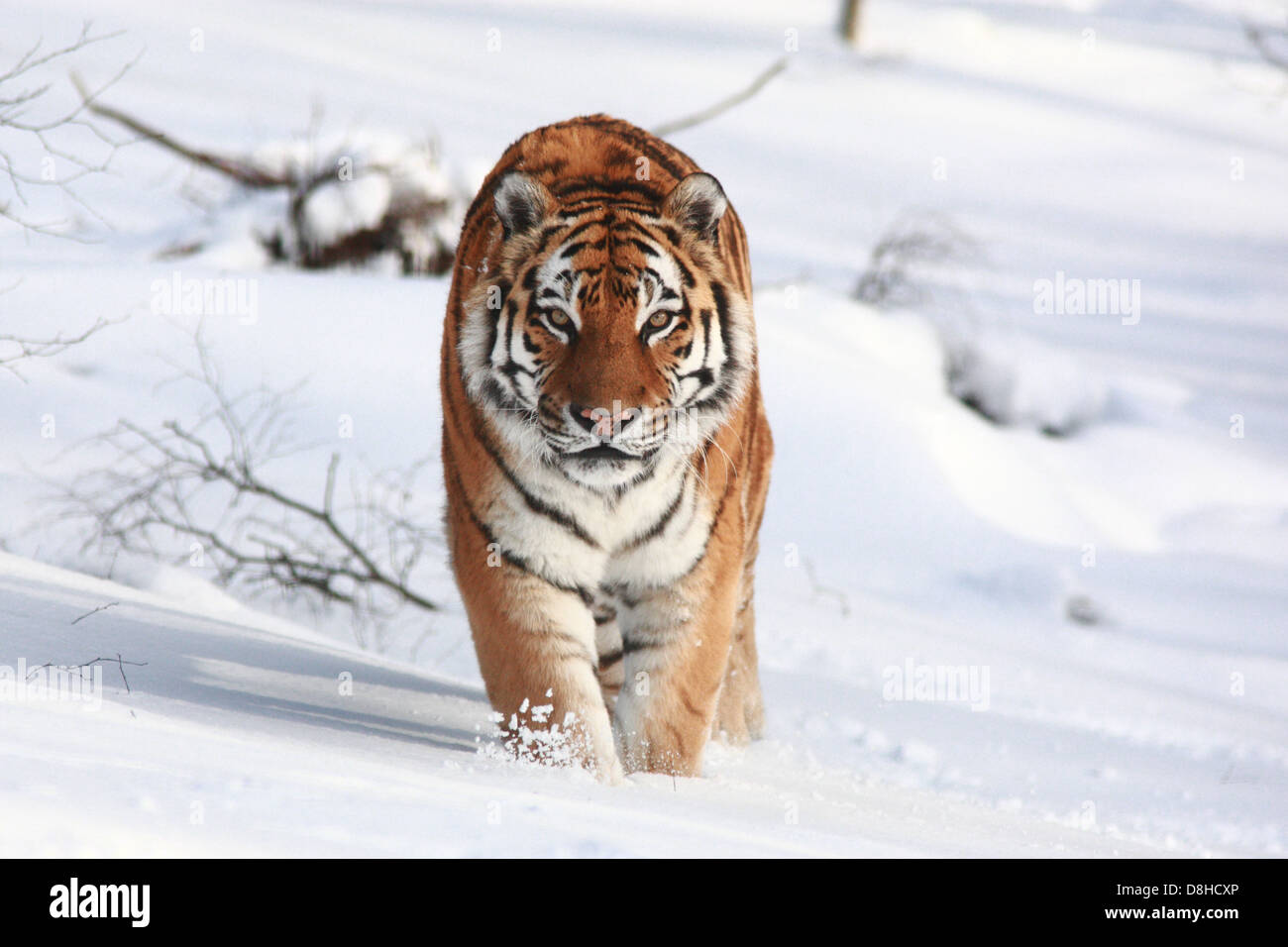 Una tigre di Amur nella neve Foto Stock