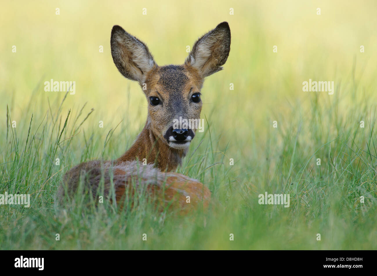 Doe, il capriolo Capreolus capreolus, vechta, Bassa Sassonia, Germania Foto Stock