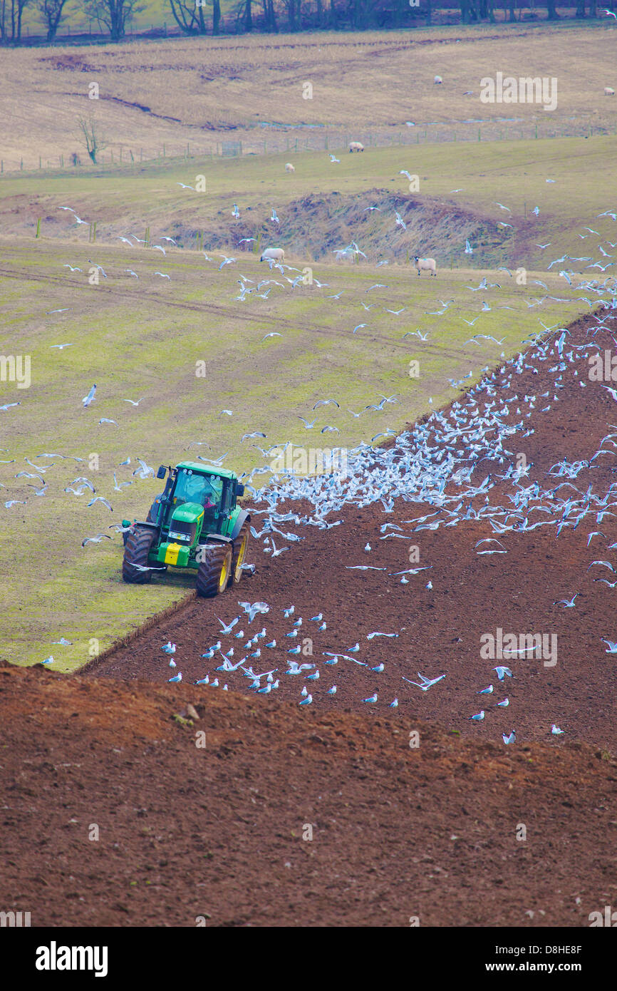 Aratura del trattore con i gabbiani intorno floccaggio, nei pressi di Armathwaite, Eden Valley, Cumbria Inghilterra England Regno Unito Gran Bretagna Foto Stock