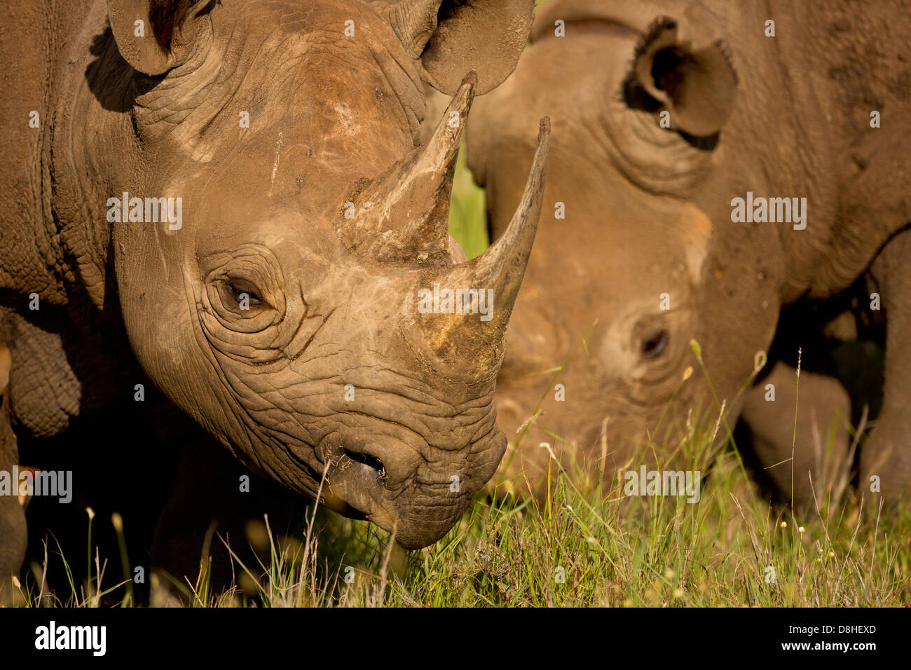 Due rinoceronte nero.(Diceros simum) Kenya Foto Stock