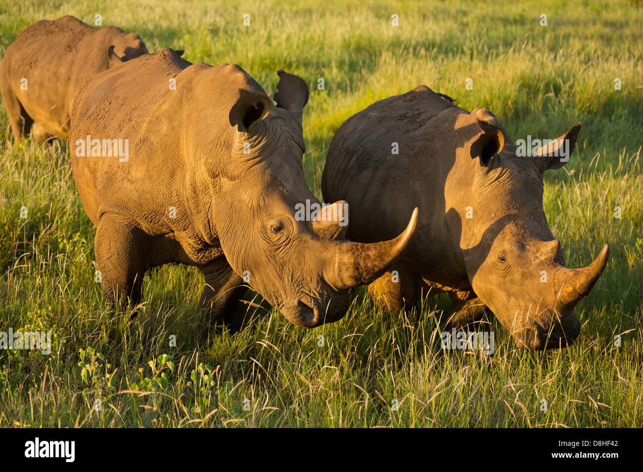 Due rinoceronte bianco (Ceratotherium simum). Kenya Foto Stock