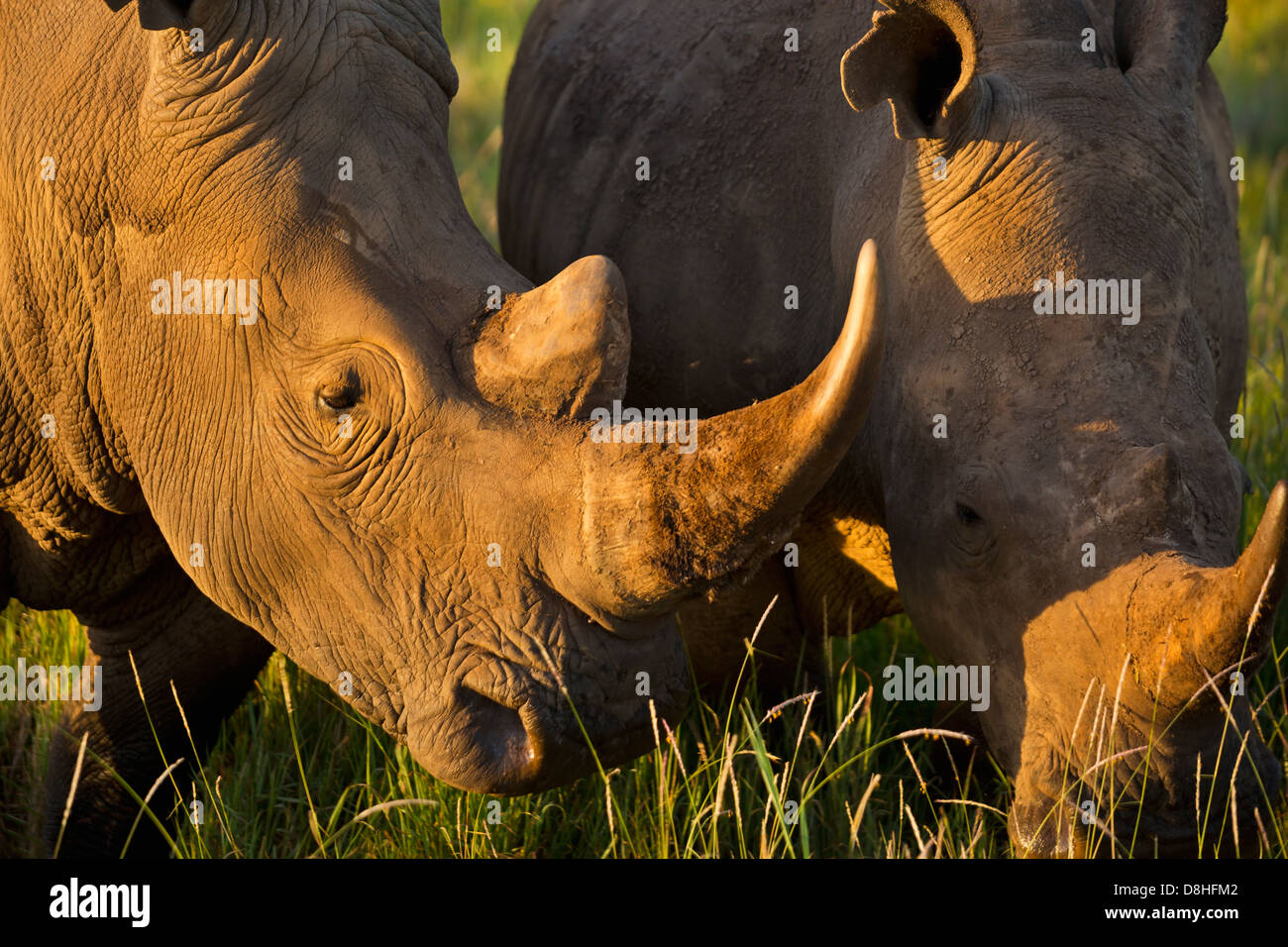 Due rinoceronte bianco (Ceratotherium simum). Kenya Foto Stock