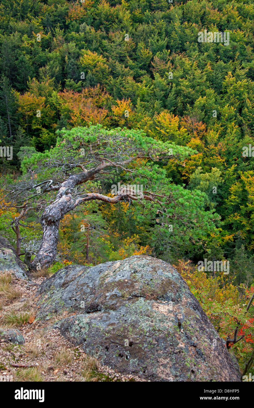 Di pino silvestre (Pinus sylvestris) e vista da Ilsestein / Ilsestone vicino a Ilsenburg, Ilse valley, montagne Harz, Thale, Germania Foto Stock