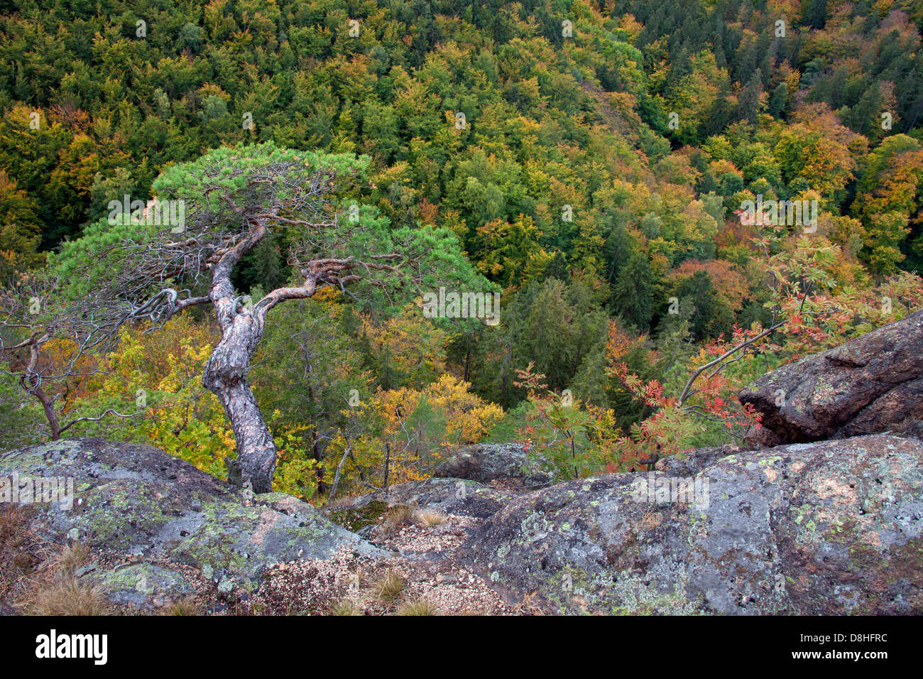 Di pino silvestre (Pinus sylvestris) e vista da Ilsestein / Ilsestone vicino a Ilsenburg, Ilse valley, montagne Harz, Thale, Germania Foto Stock