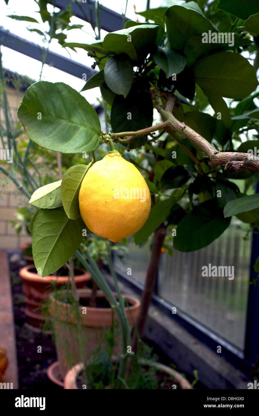 Lemon Tree in un conservatorio Foto Stock