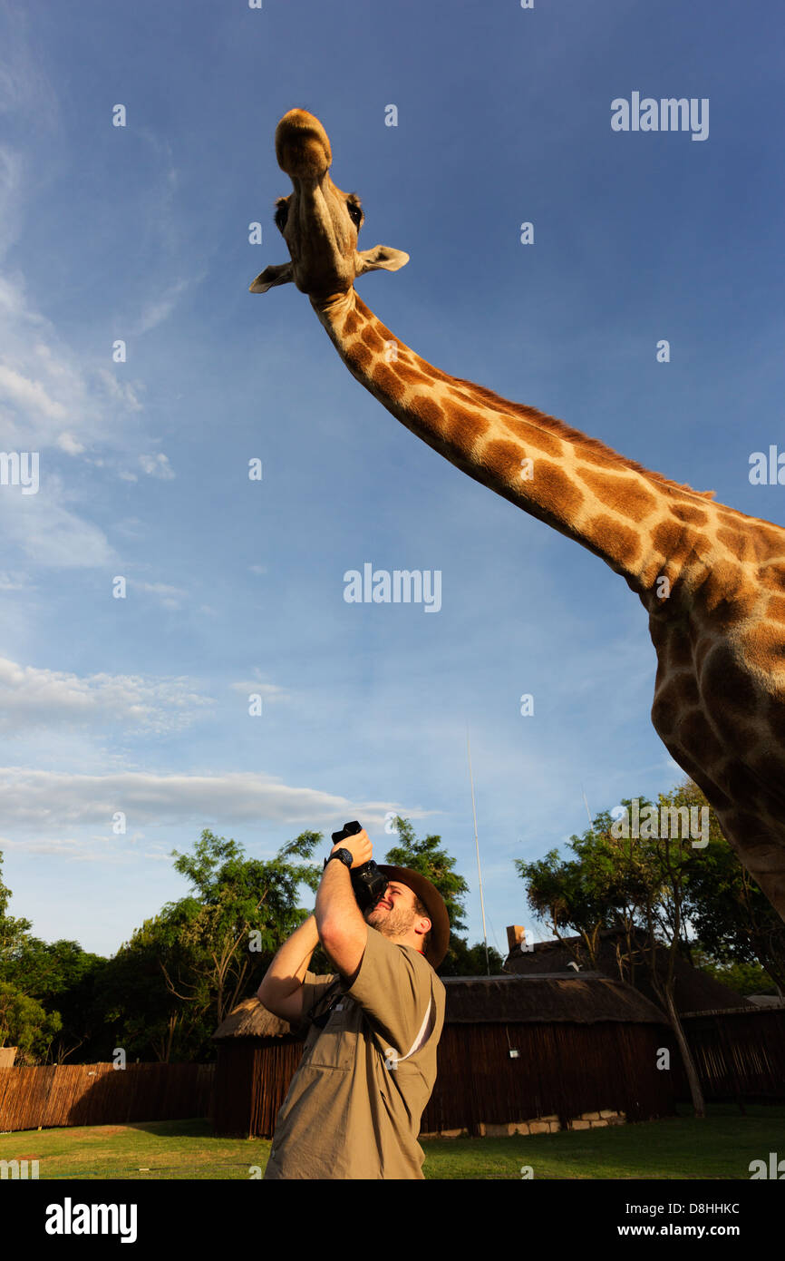 Uomo di fotografare la giraffa.Modello rilasciato Foto Stock