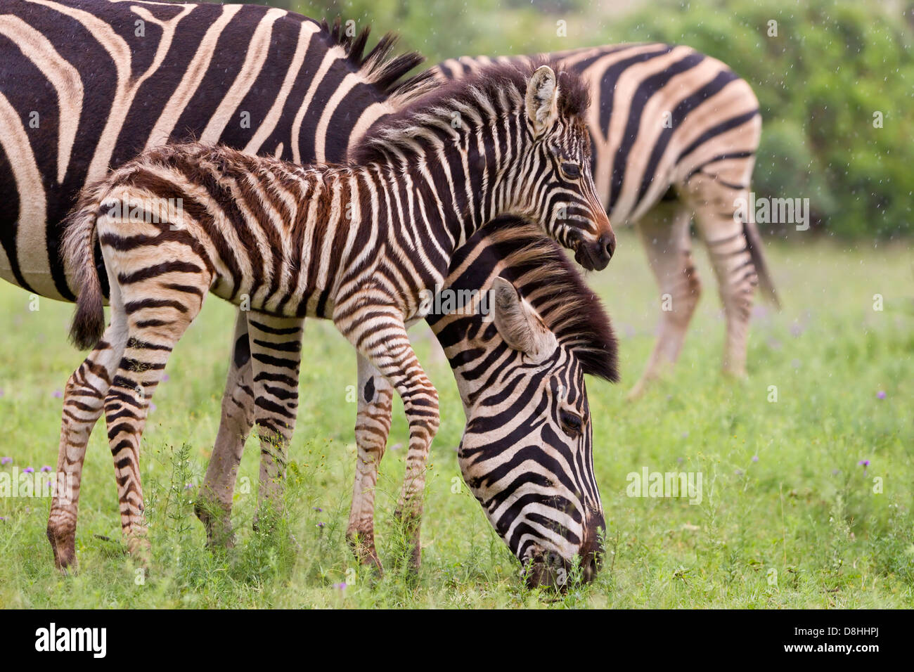 La Burchell zebra. La madre e il puledro. Foto Stock