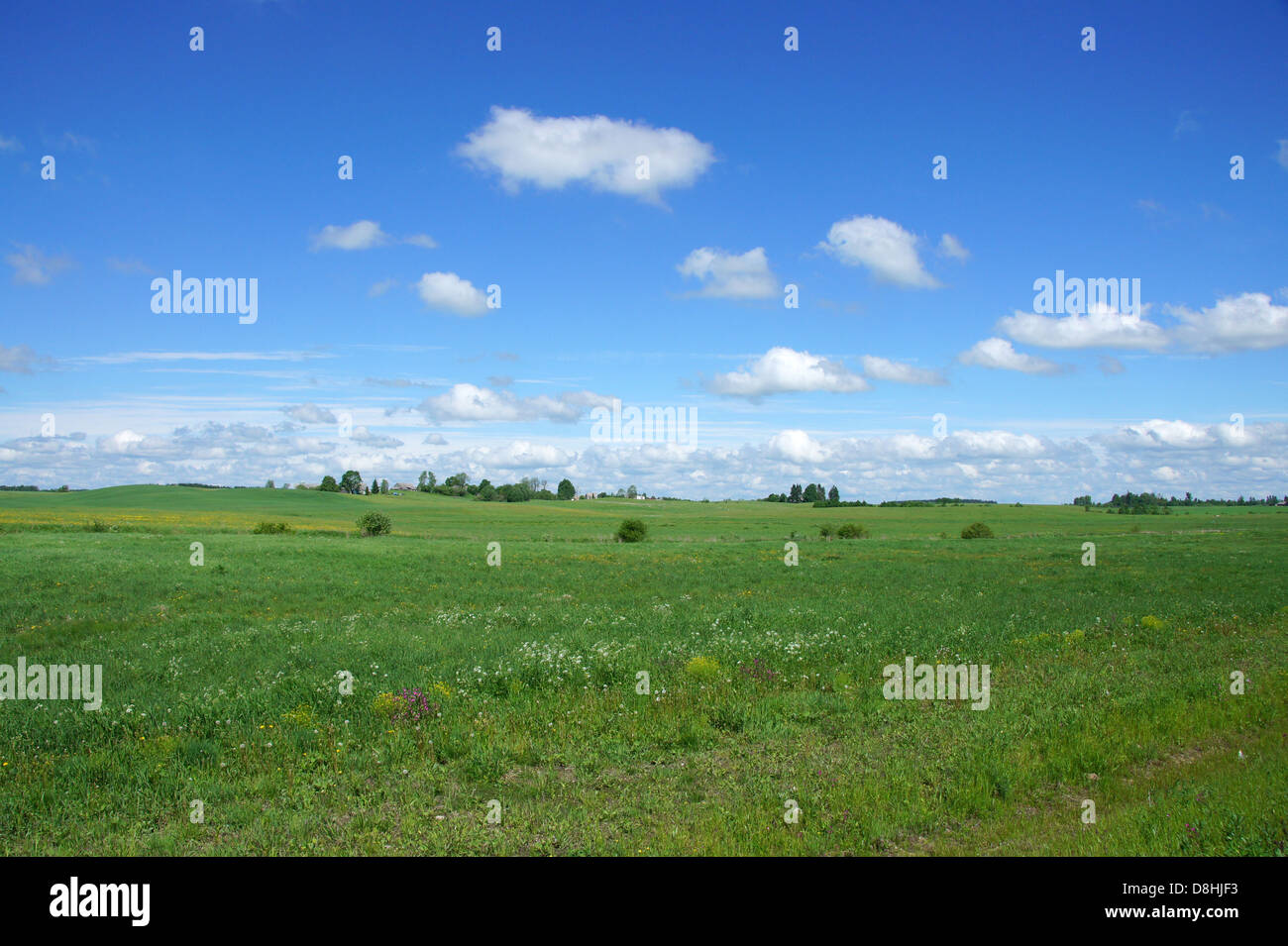 Perfetto campo verde, cielo blu con nuvole bianche Foto Stock