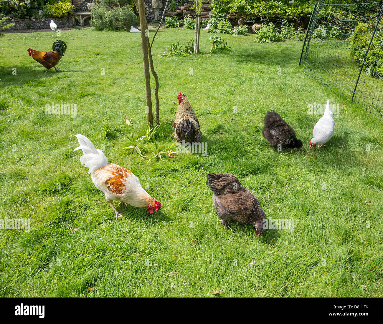 Pet polli domestici in un giardino Foto Stock