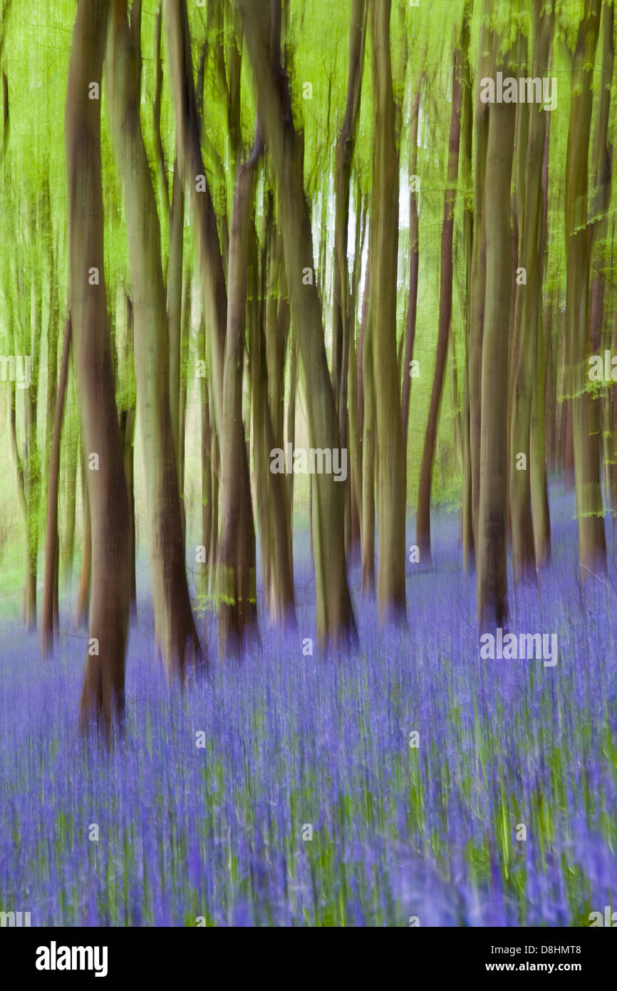 Bluebells (Hyacinthoides non scripta) nei boschi, Somerset, Inghilterra, Regno Unito, Europa Foto Stock