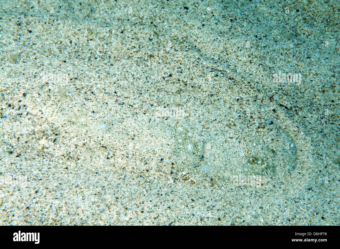 Suola di sabbia, Atlantic suola, Francese suola, Snouted suola o Lascar (Pegusa lascaris) Foto Stock