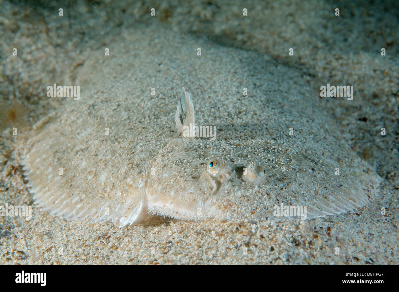 Suola di sabbia, Atlantic suola, Francese suola, Snouted suola o Lascar (Pegusa lascaris) Foto Stock