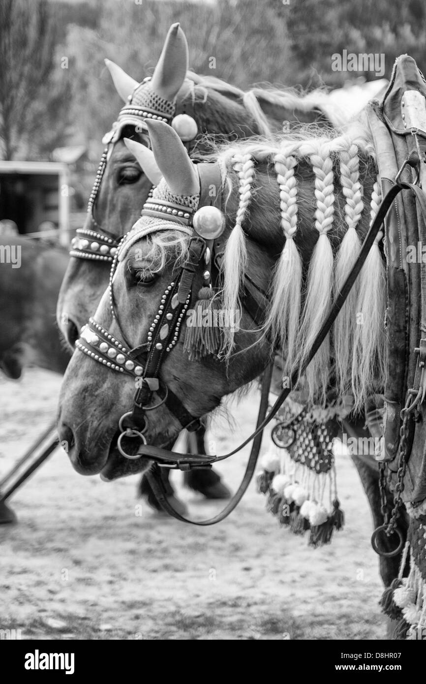 Cavalli con tresses Foto Stock