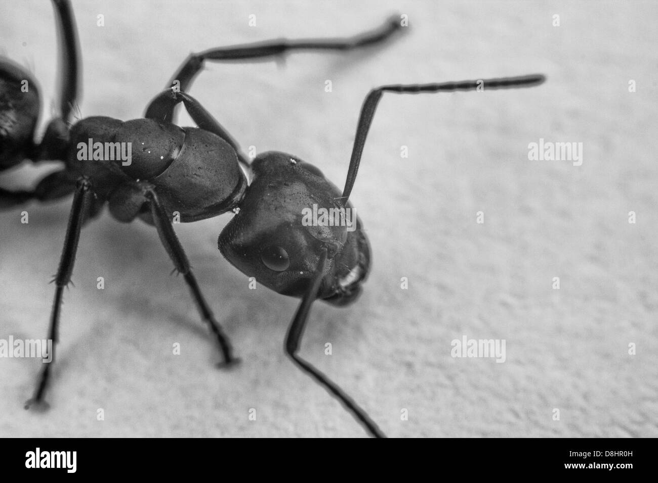 Ritratto od big ant Foto Stock