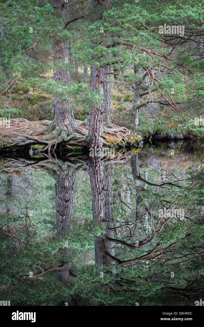 Pino silvestre al Uath Lochan in Glen Feshie nel Parco Nazionale di Cairngorms della Scozia. Foto Stock