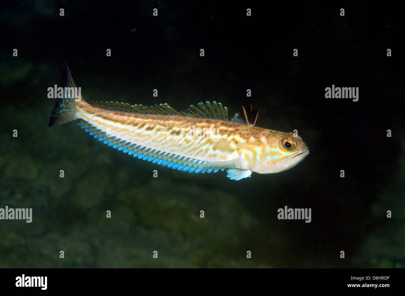 Maggiore weever pesce (Trachinus draco) Foto Stock