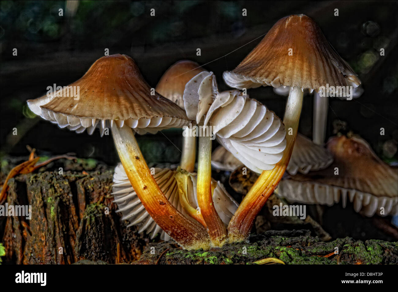 Foresta di funghi, Humbie, East Lothian, Scozia, EH36 5PJ Foto Stock