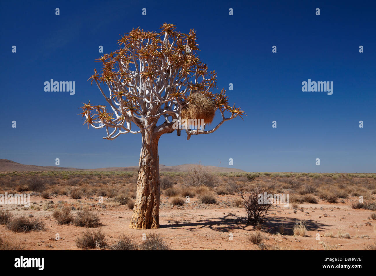 Socievole tessitori nido in Kocurboom o faretra Tree (Aloe dichotoma), vicino il Fish River Canyon, Namibia del Sud Africa Foto Stock