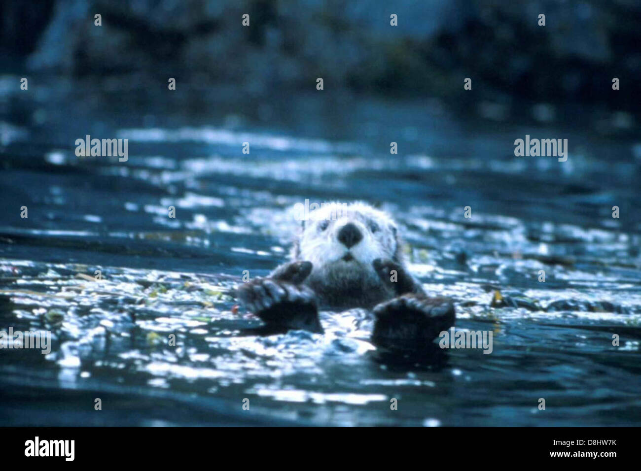 Una Enhydra lutris, o lontra di mare, galleggia con grazia in un lago. Conosciuto per la sua natura giocosa e la densa pelliccia, questo mammifero marino è spesso visto usando strumenti e interagendo con il suo ambiente. Foto Stock