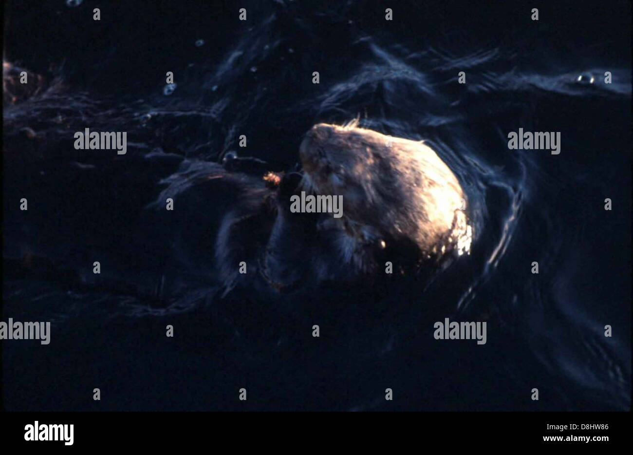 Un'immagine ravvicinata di un Enhydra lutris, o lontra di mare, mostra le sue caratteristiche distintive, tra cui pelliccia spessa e espressione giocosa. Le lontre di mare sono note per l'uso di strumenti e per galleggiare sulla schiena mentre cercano cibo nelle acque costiere. Foto Stock