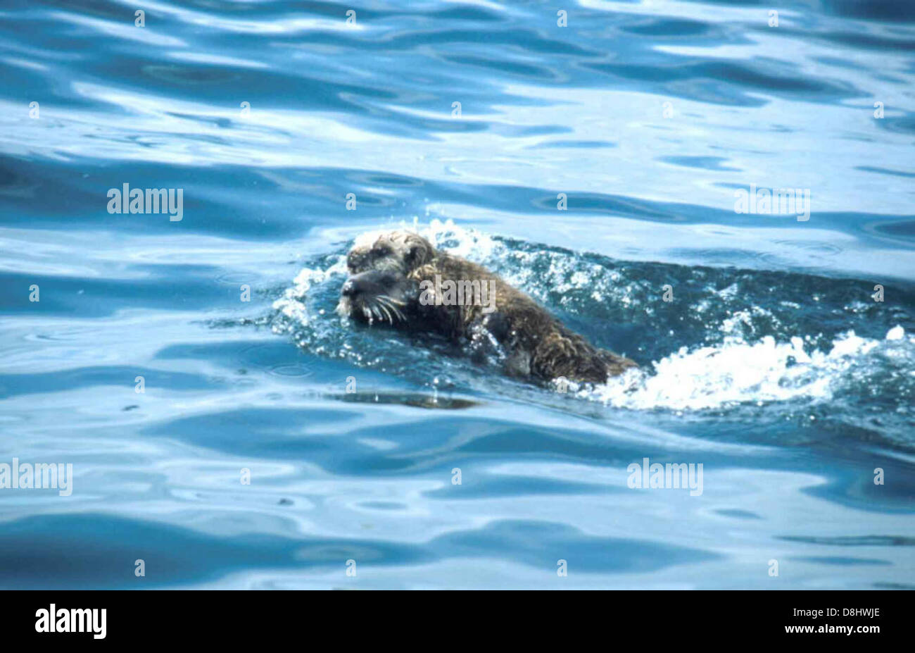 Una lontra di mare (Enhydra lutris) che nuota rapidamente attraverso l'acqua. Note per il loro comportamento giocoso, le lontre marine sono mammiferi marini che utilizzano strumenti per rompere i molluschi aperti e prosperare negli ambienti costieri. Foto Stock