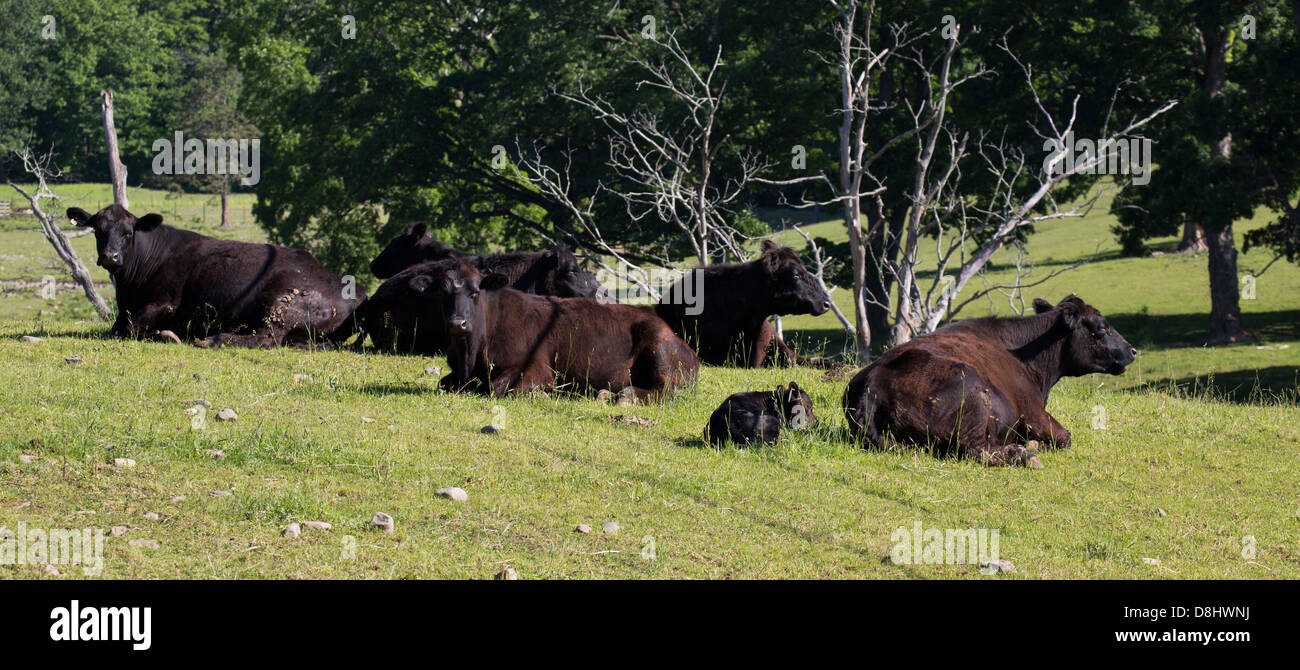 Allevamento di Black Angus bovini masticare le CUD. Foto Stock