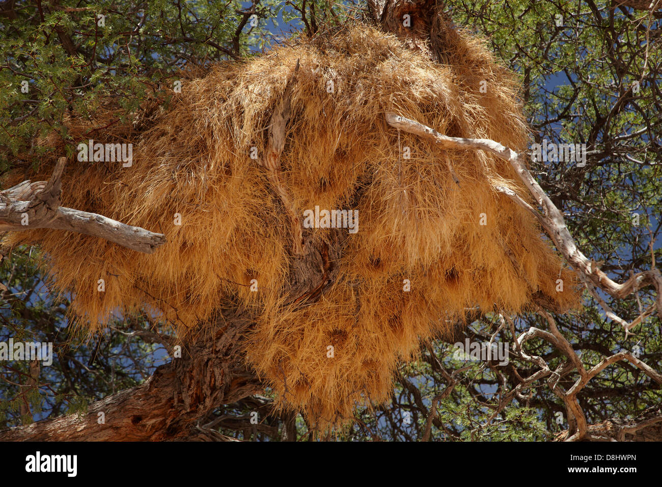 Socievole tessitori nido, vicino il Fish River Canyon, Namibia del Sud Africa Foto Stock