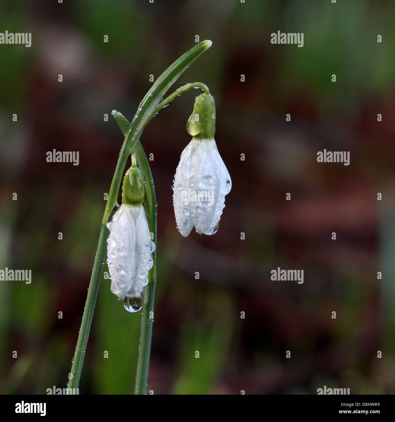 White English Snowdrops nella rugiada del mattino Cheshire, Inghilterra, Regno Unito Foto Stock