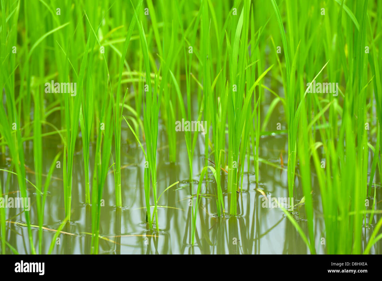 Semenzali del riso Foto Stock
