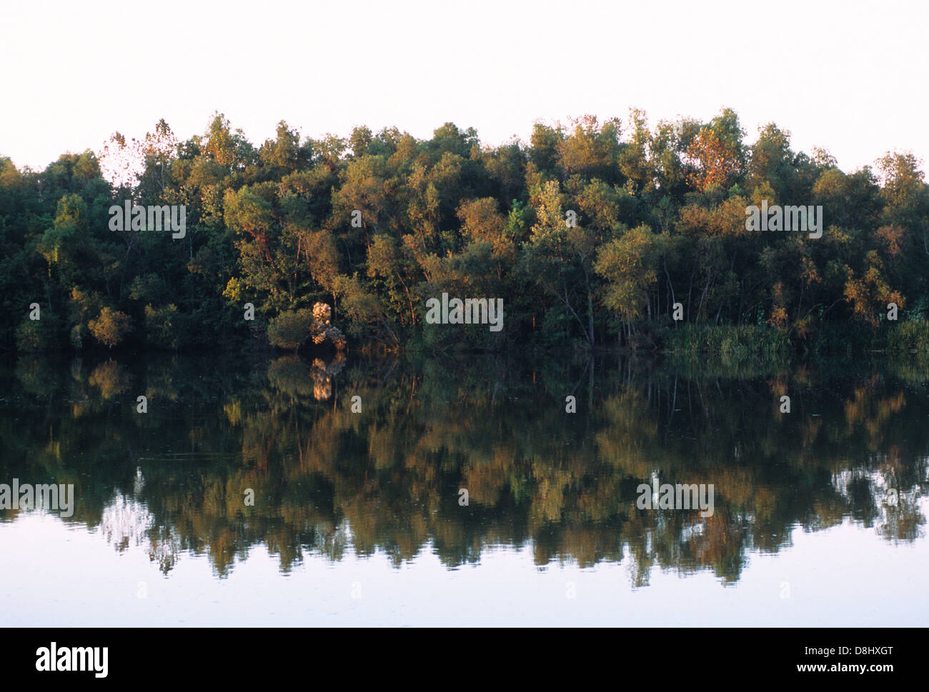 Elk283-4383 Louisiana Cajun Country, Lago Fausse Pointe parco statale, alba sul prestito di Pit Canal Foto Stock