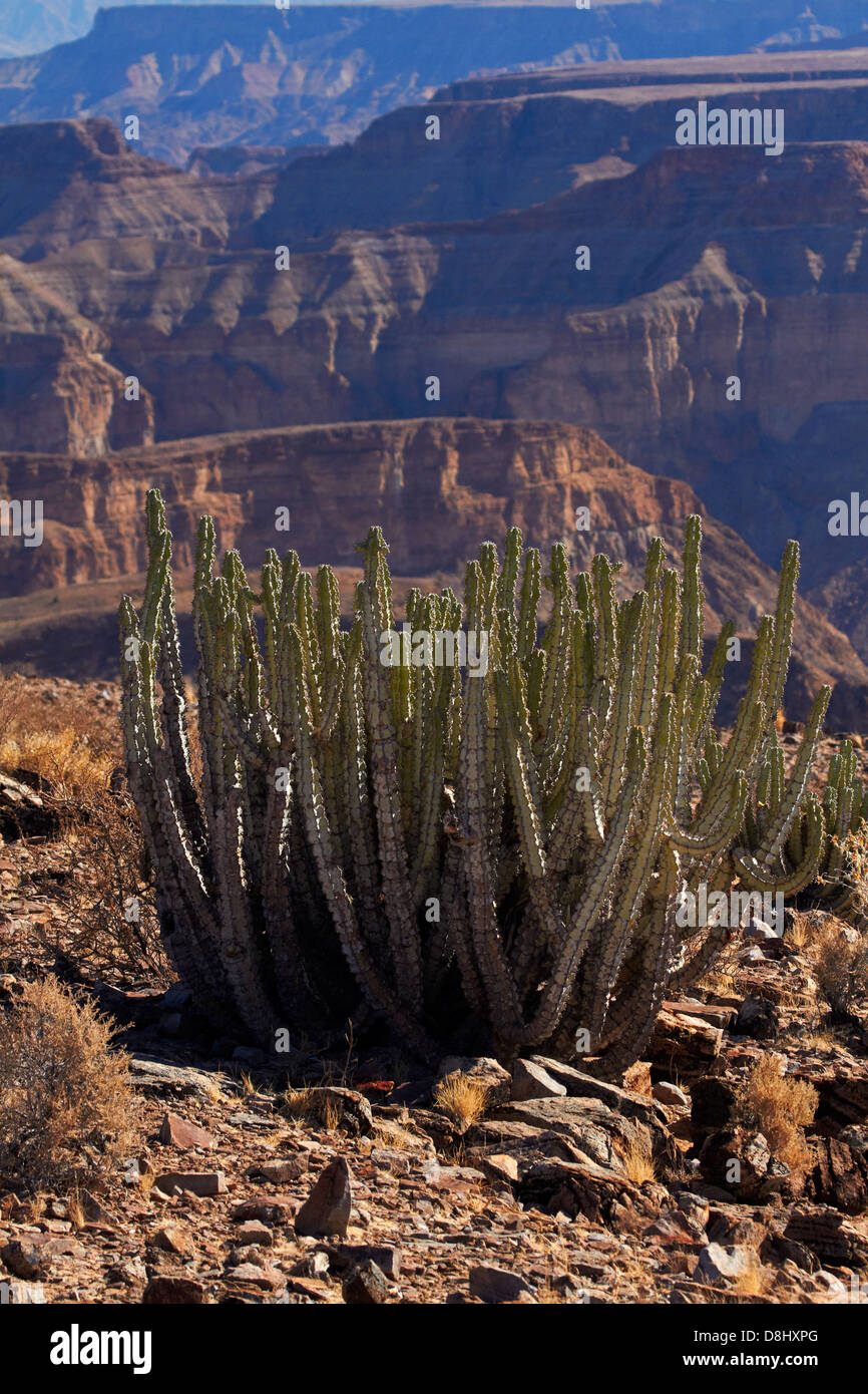 Cactus, il Fish River Canyon, Namibia del Sud Africa Foto Stock