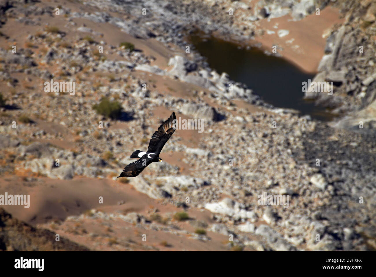 Verreaux's Eagle (anche chiamato Black Eagle - Aquila verreauxii), volare in termica, il Fish River Canyon, Namibia del Sud Africa Foto Stock