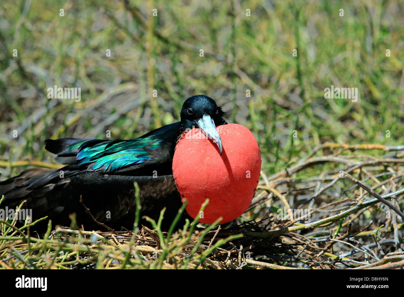 Magnifico maschio Frigate Bird con gonfiato rosso sacca golare, Isole Galapagos Foto Stock