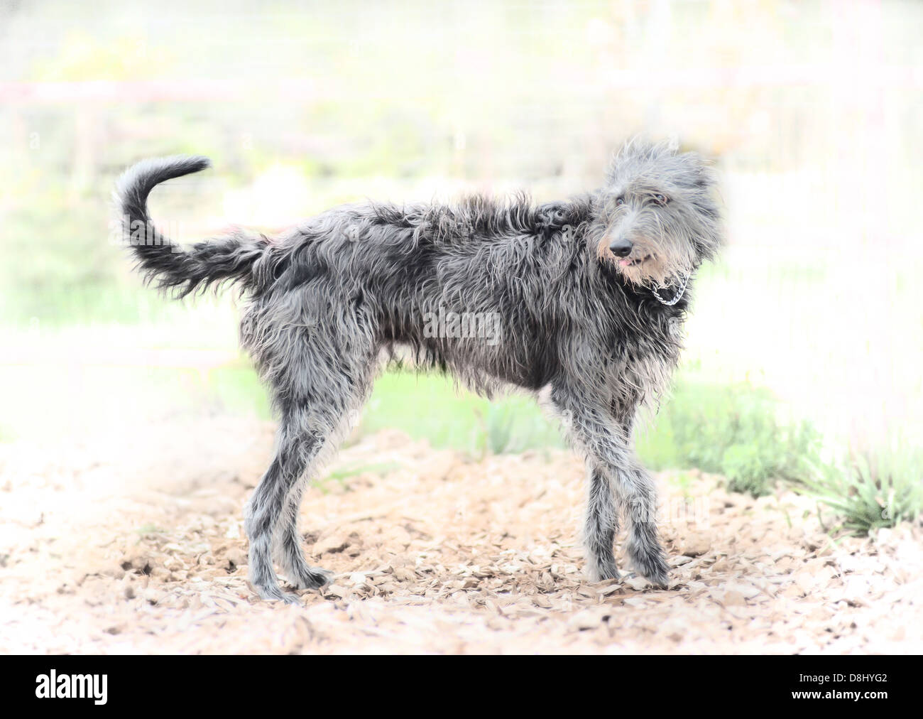 Cani Lurcher Foto Stock
