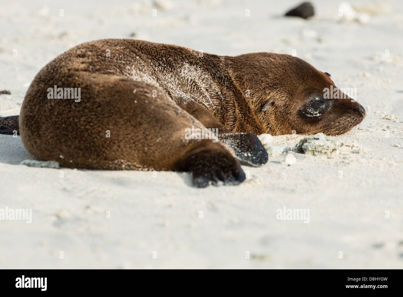 Guarnizione Galapagos lion pup sulla spiaggia a cappello cinese isola. Foto Stock