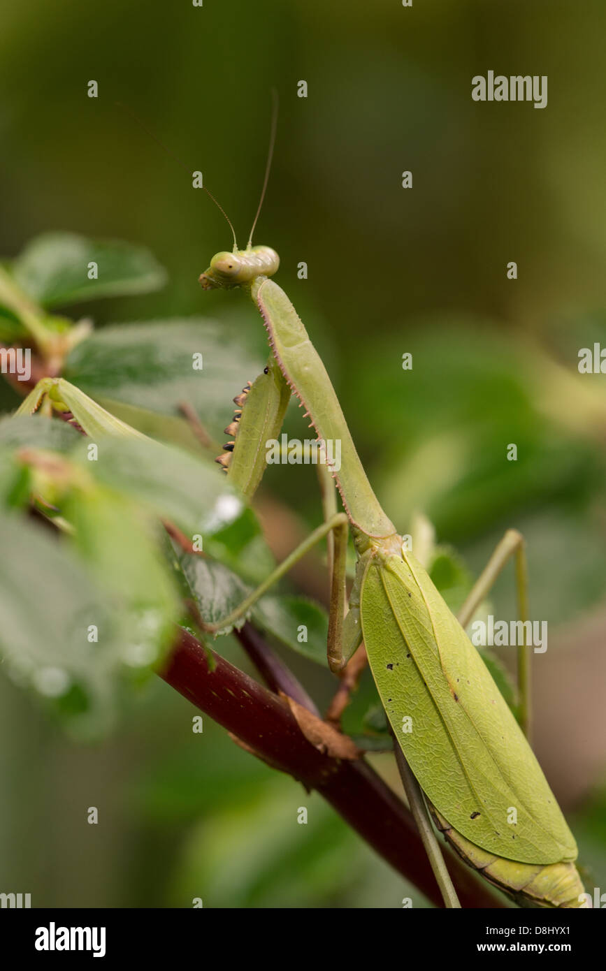 Foto di stock di una mantide religiosa su una foglia in Maquipucuna cloud forest, Ecuador. Foto Stock