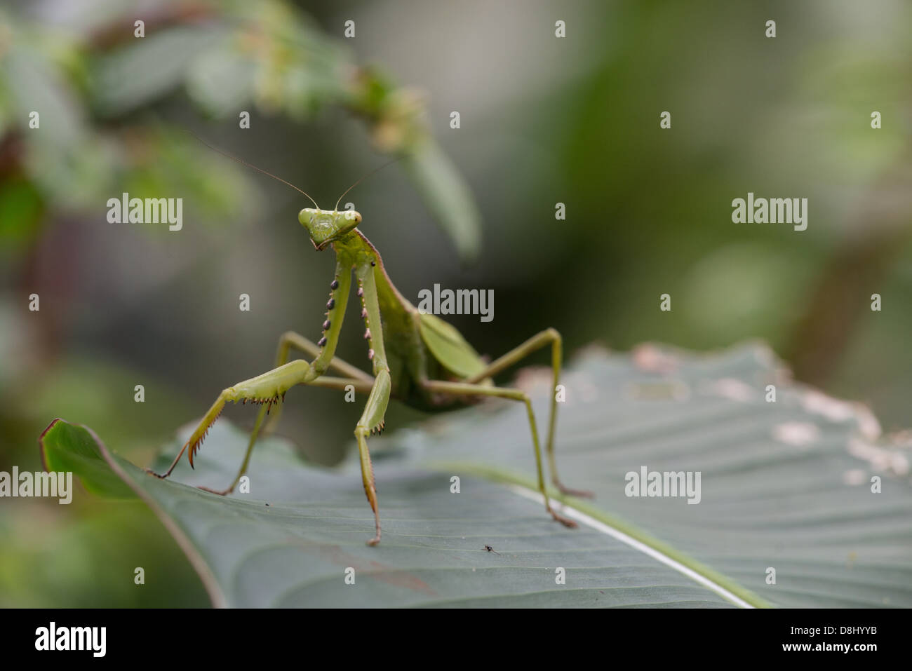 Foto di stock di una mantide religiosa su una foglia in Maquipucuna cloud forest, Ecuador. Foto Stock