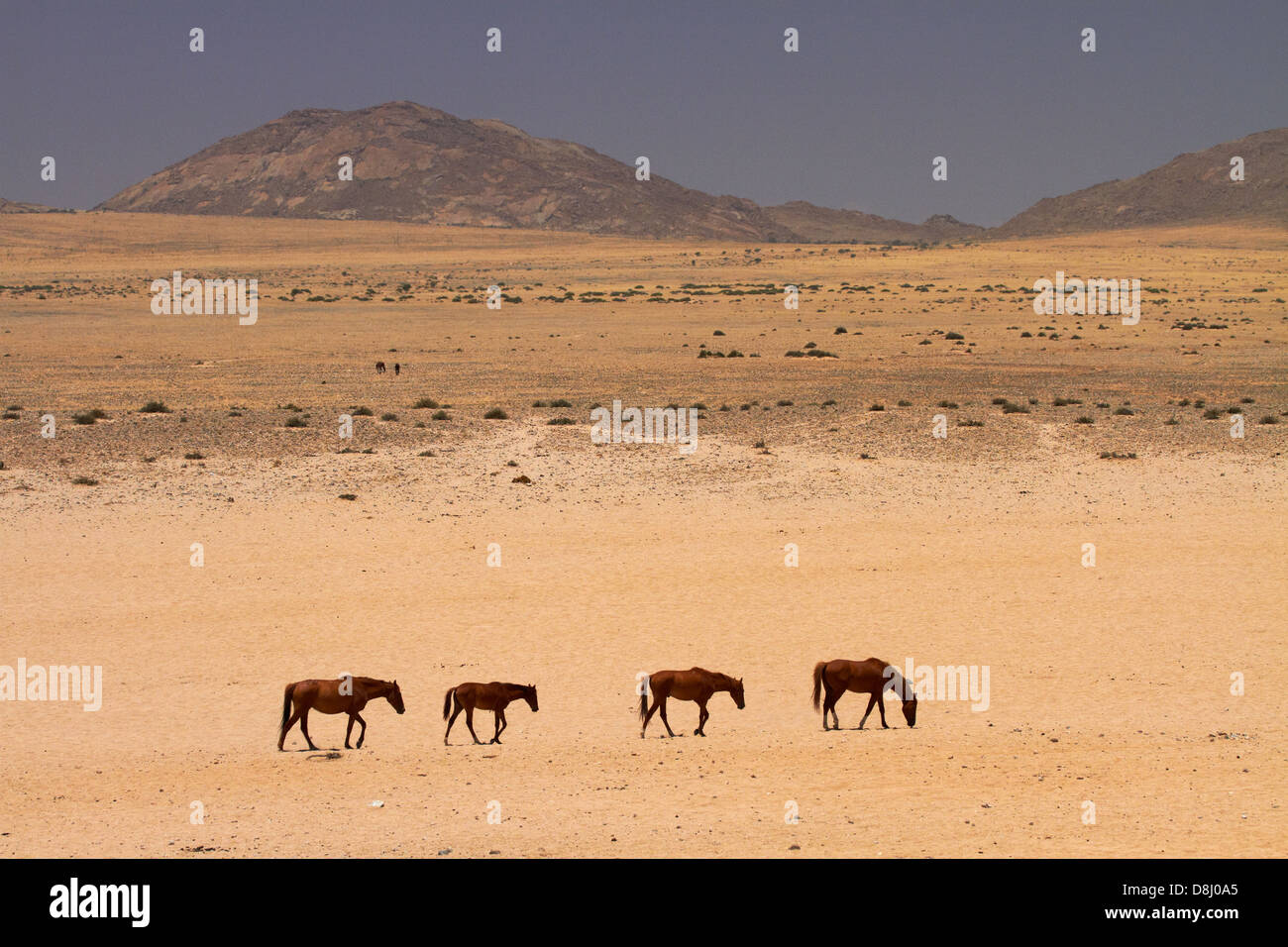 Cavalli selvaggi, Garub, Namib-Naukluft National Park, vicino Aus, Namibia del Sud Africa Foto Stock