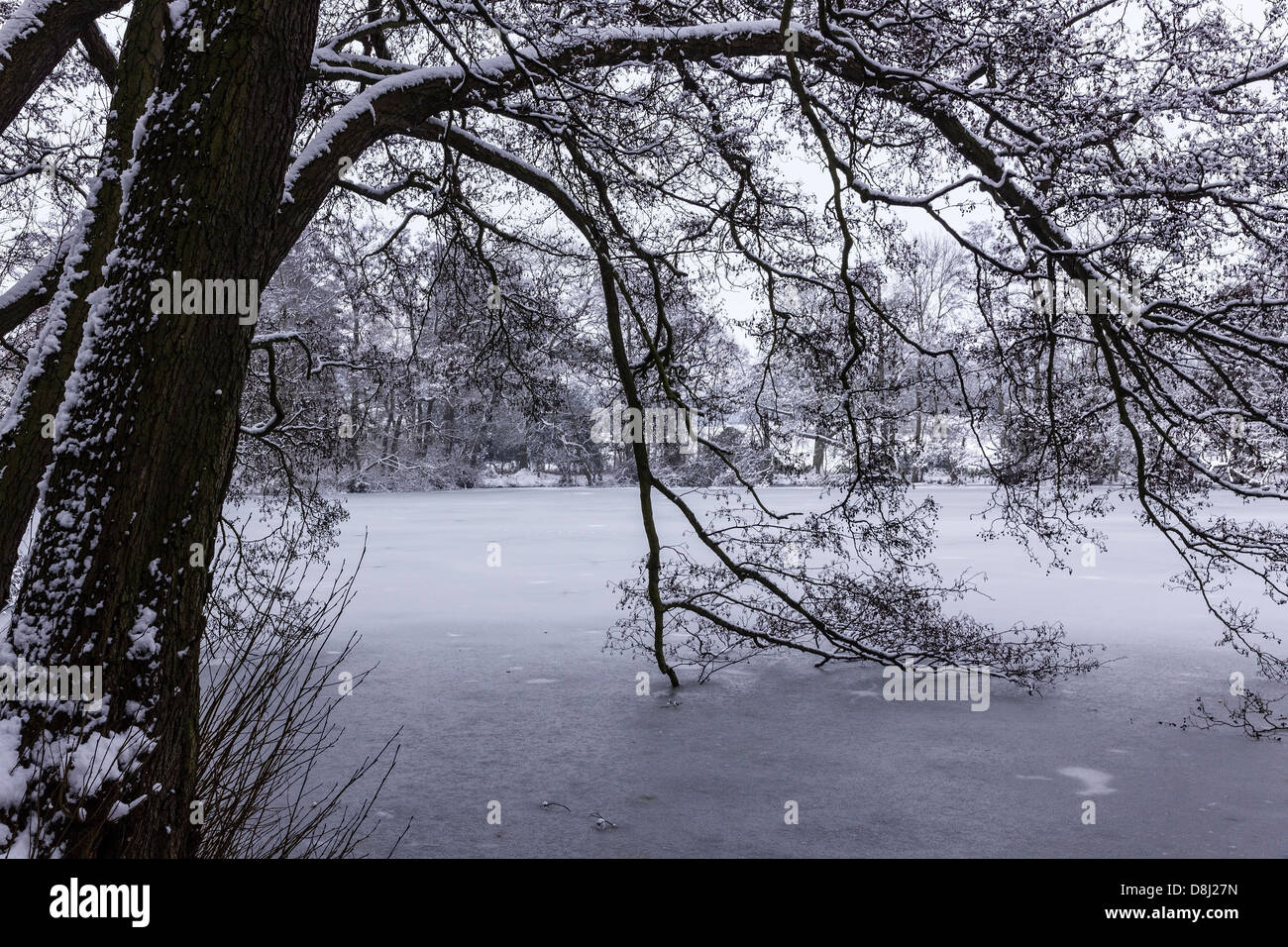 Snowy fronda di un albero inarcamento nel lago ghiacciato in inverno, Grantham, Regno Unito. Foto Stock